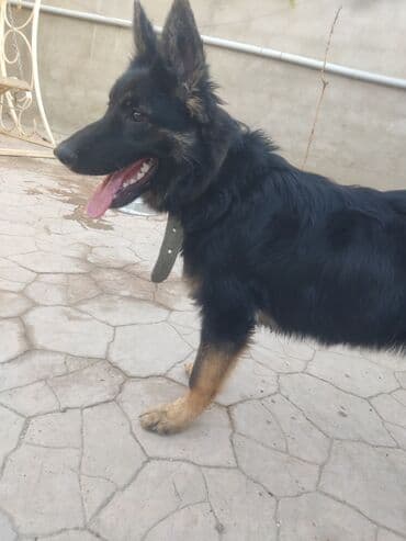 alman afcarka balası: Alman çoban iti, Dişi, Peyvəndli, Ünvandan götürmə — 1