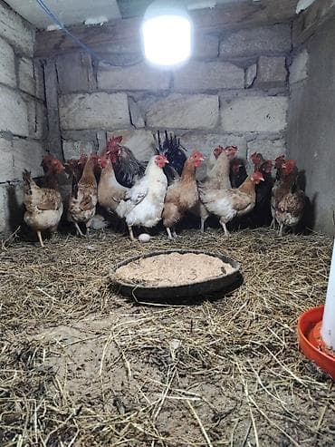 Toyuq, Yumurtalıq, Pulsuz çatdırılma lalafo.az -da Toyuq, Yumurtalıq, Pulsuz çatdırılma