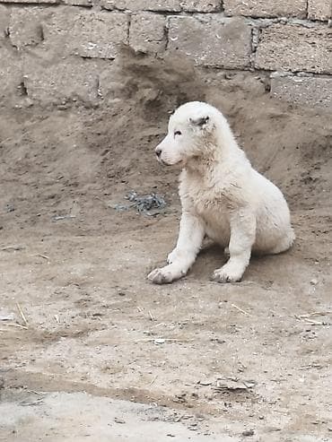 bala itler: Alabay — 3