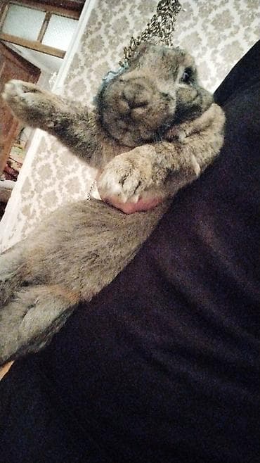 Akvariumlar: Ev dovşanı - Növ: Evdə bəslənən dovşan - Rəng: Boz-qəhvəyi, qarışıq — 2