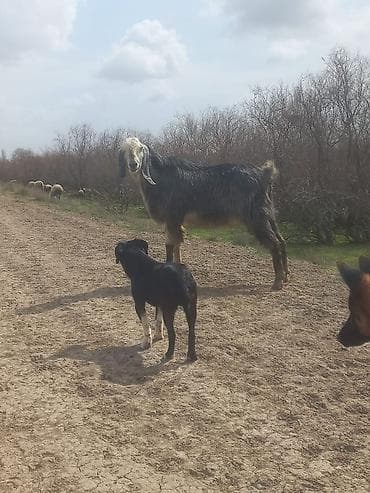 Qazlar: Keci satilir temiz hele dir erkekdi Neftcala rayondadir tel — 5