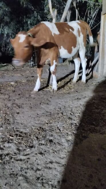 cins dana: Məhsul: İnək (iribuynuzlu heyvan) Xüsusiyyətlər: - Rəng: Ağ-krem — 4