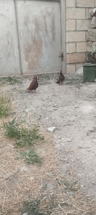 dekorativ quş: Cüt gogerciner satılır reyal alci yasin — 5