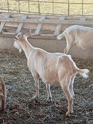 helep keci: Satılır: süd və ət istiqamətli yerli keçilər - Rəng: açıq krem/ağ — 5