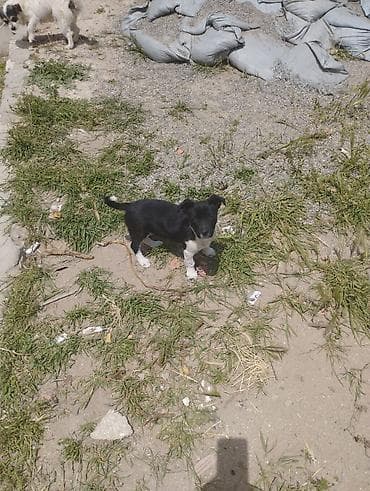 xaski balaca: Zvonok, 1 ay, Dişi, Cütləşmə üçün, Ödənişli çatdırılma — 5