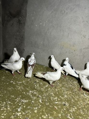 danisan quslar: Tutulmada var tergzmede qiymet 1 ne aitdiii — 4