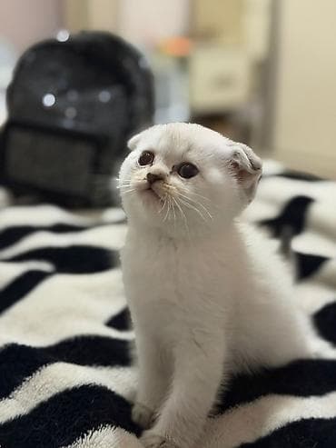 simental inek satilir: Şotland yastı qulaq — 5