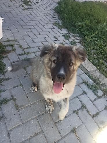 Qafqaz çoban iti, 2 ay, Erkek, Ödənişli çatdırılma, Ünvandan götürmə