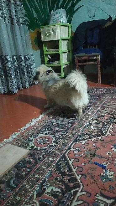 ev iti ucuz: İtlə bağlı elan - Cins: kiçik ölçülü, tüklü ev iti (qısa pəncəli — 5