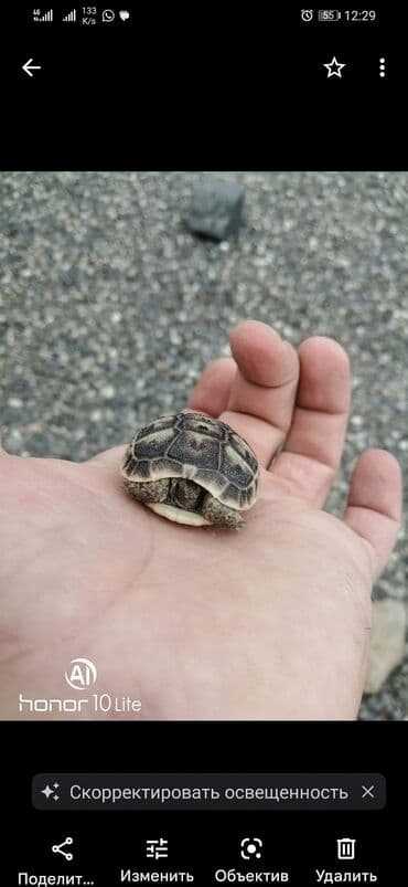 bugdanin qiymeti: Salam aleykum tısbağalar eldedir sağlamdır hər ölçüdə var qiymət və — 5