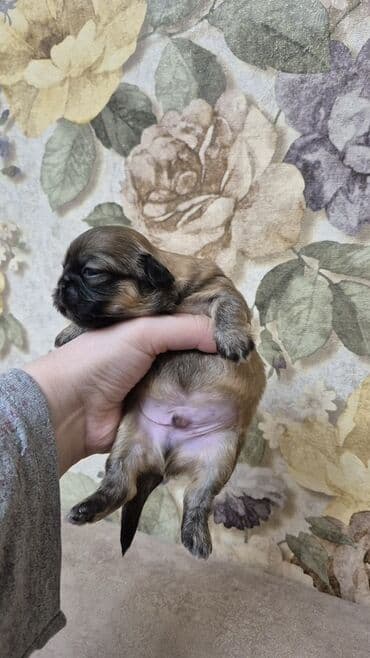 balaca itlərin qiyməti: İt balası – kiçik ölçülü, qısaburun tipli (Pekines/Şih-cu xatırladan) — 1