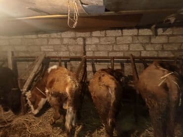 Erkək, il: 1, Damazlıq, Ünvandan götürmə