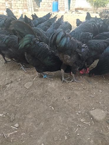 ev heyvanları satışı: 4 ayliq Avstrolop xoruzlari satilir.Heyvanlar goz qabagindadi say — 7
