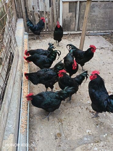 lal ordəklərin satışı: Məhsul: Qara rəngli kənd xoruzları Təsvir: - Qara, parlaq lələklər və — 2