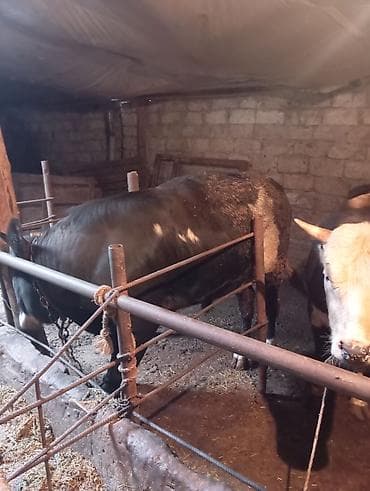 Inəklər, öküzlər: Satılır: Qara rəngli, alnı və burnu ağ olan iri buynuzlu heyvan — 1