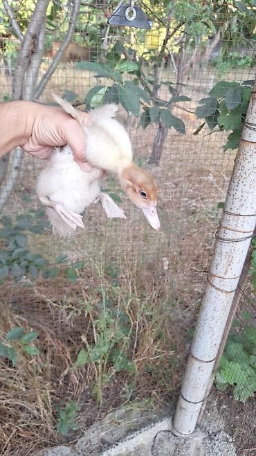 - Cins: Muscovy – ət və yumurta istiqamətli, sakit xarakterli, suda az