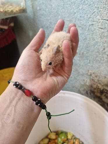 bala kirpi: Hamster balaları – müxtəlif rənglərdə - Rənglər: ağ, krem — 3