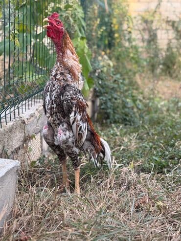 Коровы, быки: Петух, Heyrati, лет: <1, Самовывоз — 2