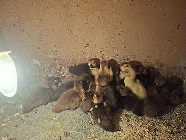broyler cuce satisi: Cins ördəy balaları lavanda krasnadar zümrüdü - Növ: Muscovy ördəyi — 4