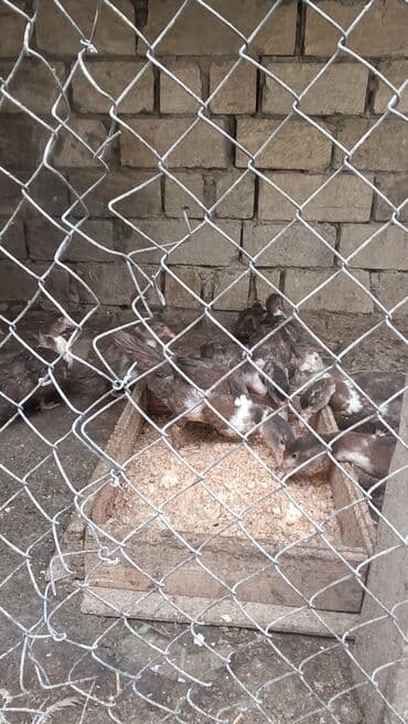 Digər kənd təsərrüfatı heyvanları: Muscovy ördəkləri – qəhvəyi-ağ rəngli - Növ: Muscovy (hind ördəyi) — 1