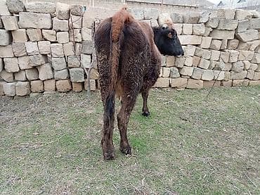 Yemlər: Salam inək satılır ətlik di 4 litir süd verir 06.07.011 iylədə Bater — 6