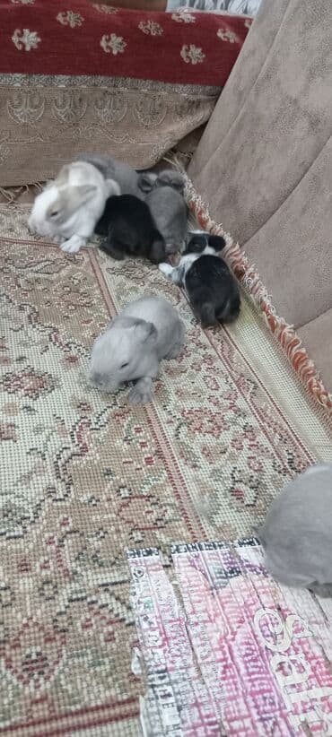 afçarka balası: Akor balası 10m — 18