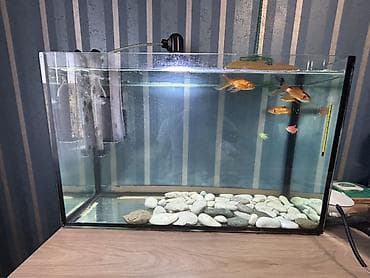 Salam. Satılır. Akvarium fabrik istehsalıdır. 80lt - dir. Filter 950F — 1