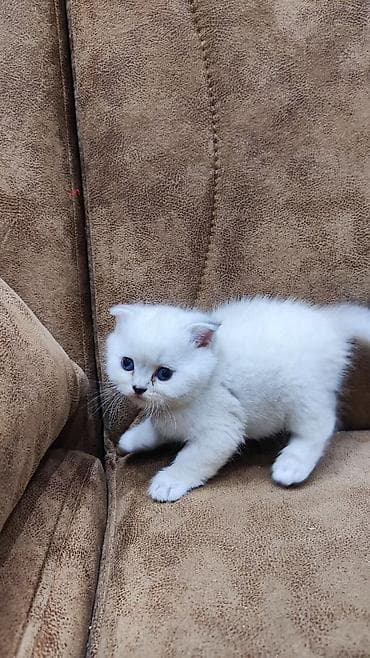 Gəmiricilər: Şotland — 6