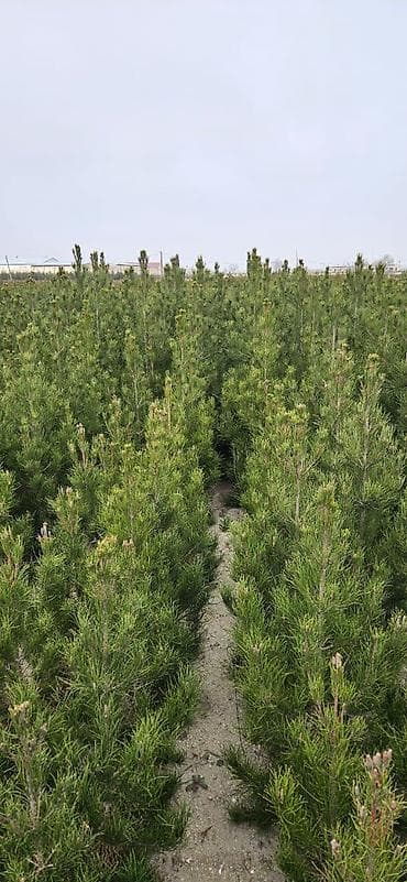 qarlı şam və küknar ağacları: Satış: iynəyarpaqlı dekorativ şam fidanları - Növ: şam (iynəyarpaqlı — 1