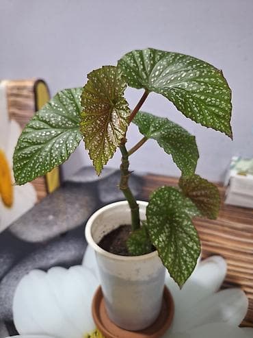 ev bitkisi: İki dekorativ otaq bitkisi 1) Begoniya (nöqtəli/argentə yarpaqlı — 2