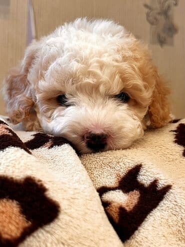 Pudel, 2 ay, Erkek, Peyvəndli, Ödənişli çatdırılma