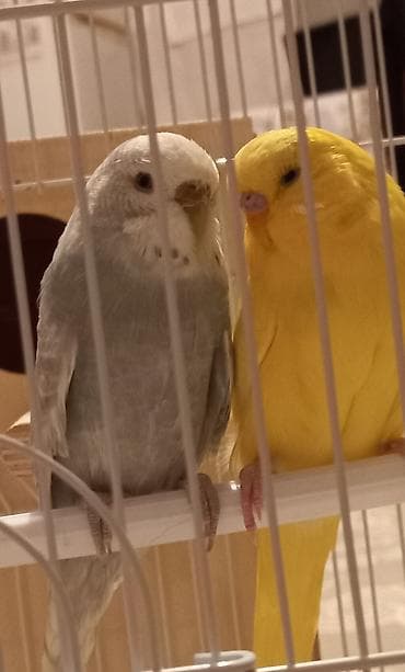 jako tutuquşusunun digər adı: Tutuquşu biri dişi biri erkəkdir. 6 aylıqıdır Yaxınlarda — 4