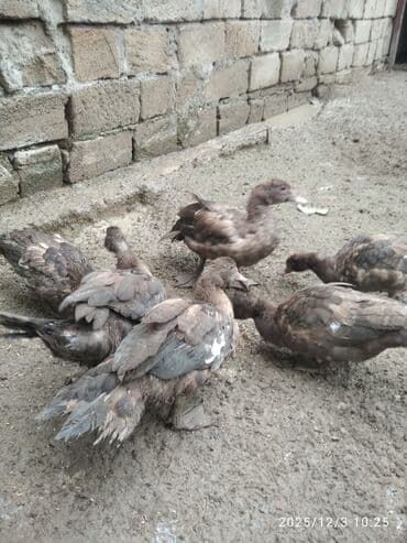 akvarium balıqlarının satışı: Erkək, | Lal ördək, Damazlıq, Ünvandan götürmə — 1