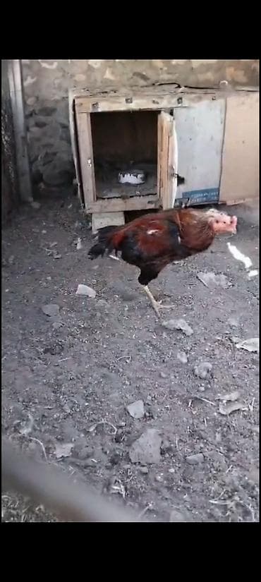 qoyun heyvan: Heyvan heç bir problemi yoxdu real alcya vidyosu atlacaq — 3