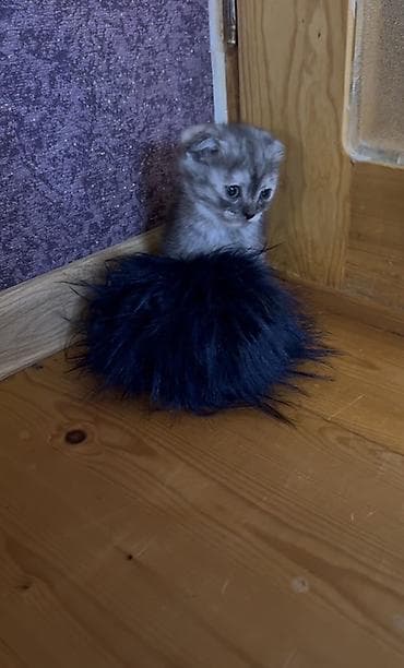 pişik balası: Şotland yastı qulaq, Ödənişli çatdırılma — 2