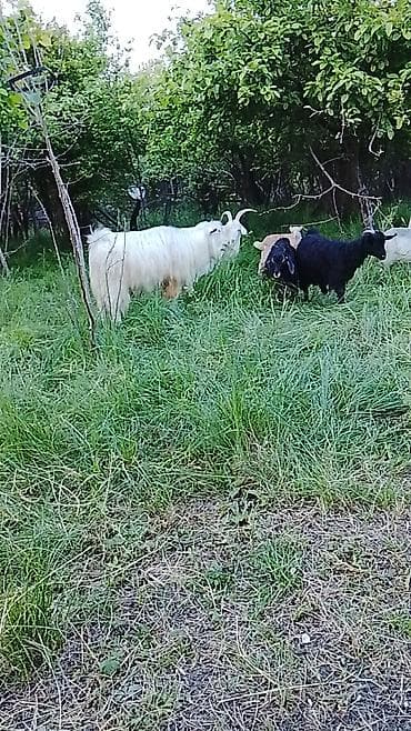 Zaqatalada qurbanlıq ücuntoxlular qoçlar və birdə görduyunuzkeçilər