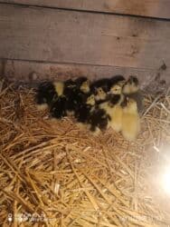 котята в добрые руки бесплатно: Lal ordey 10 denedi Unvan Xacmaz Qara Qurdu kəndi — 2