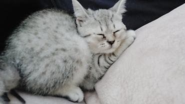 yalnız suda yaşayan heyvanlar: Şinşilla, Dişi — 2
