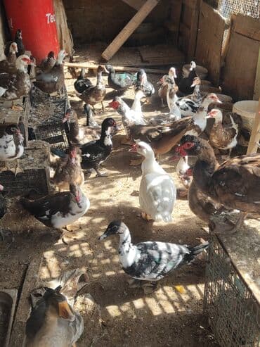 ruan ördək: Lal ordekler erkekler 40 disiler 25 manat qiymet sondu unvan turkan — 1