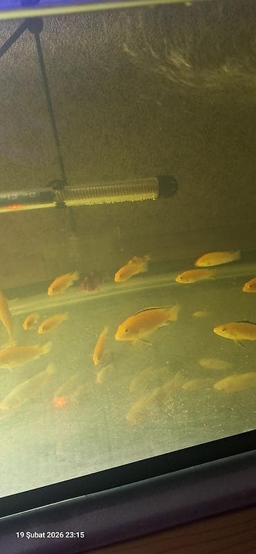 Pişiklər: Cixlid balığı, Yırtıcı, Pulsuz çatdırılma — 5