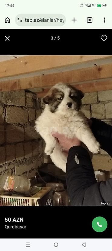 ingilis setteri it cinsi: Qurdbasar — 2