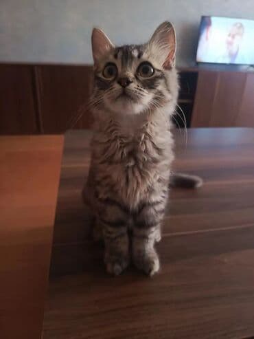 gözəl pişik şəkilləri: Tabbi, Yaxşı əllərə — 3