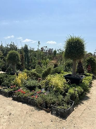 hilba bitkisi nedir: BAĞBAN ART 🌱 Otaq, bağ və landşaft üçün dekorativ və meyvə — 4