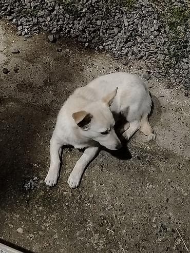 Təmiz zivanok dişi 6 7 aylıq çox ayıq itdi