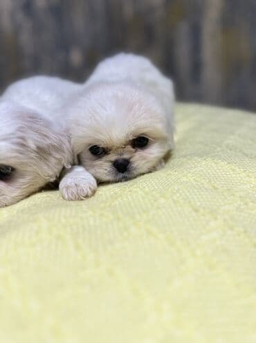 it parodaları: Pekines, 2 ay, Erkek — 6