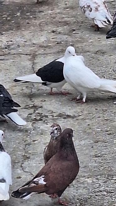 goyerçin: Ebres boyunlar 40 manat iran agbas erkey 20 manat — 9