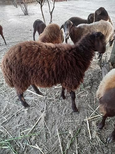 qoyun derisi: Qoyun – yerli cins, qəhvəyi tüklü Məhsul təsviri: - Qrup şəkillərində — 2