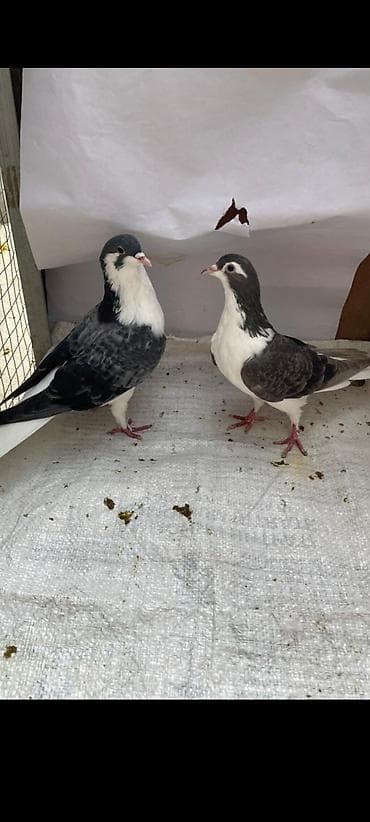 derzi quşu: 16 eded Dekarativ göyercin delfinlerin cütü 30 manat topasi 145 manat — 5