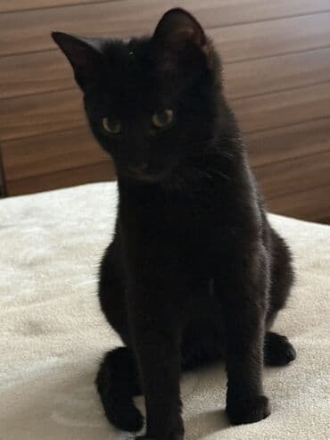 gozel pisik sekilleri: Dişi, Yaxşı əllərə — 4