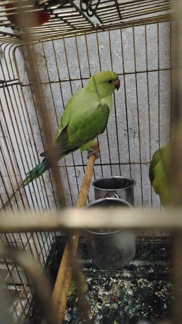 arpa qiyməti: Yaşıl tutuquşu orjelya təklif olunur. Saglam 8 aylıq balalardı — 3